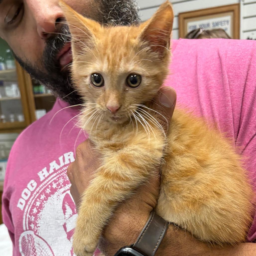 Chilli 26-049, a Adoptable Domestic Short Hair in Little Rock, AR image 1/3