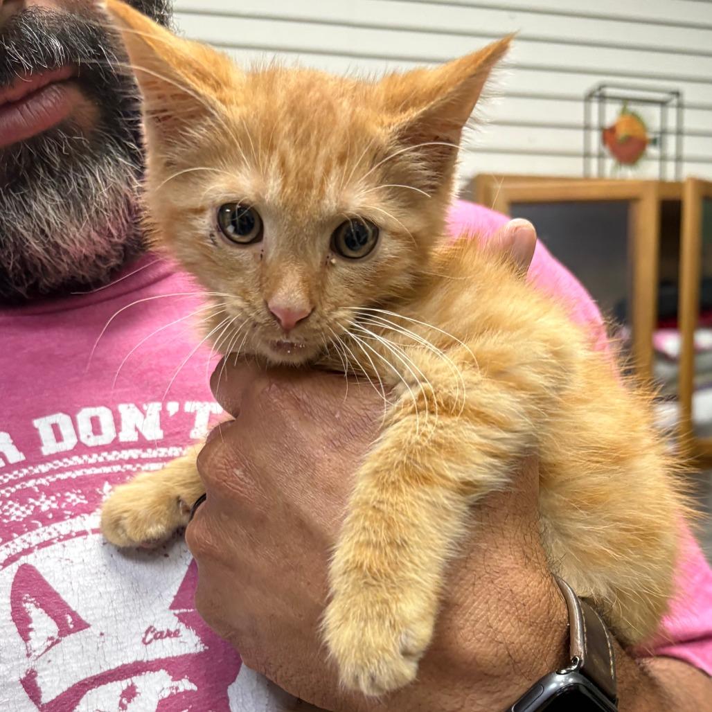 Chilli 26-049, a Adoptable Domestic Short Hair in Little Rock, AR image 2/3