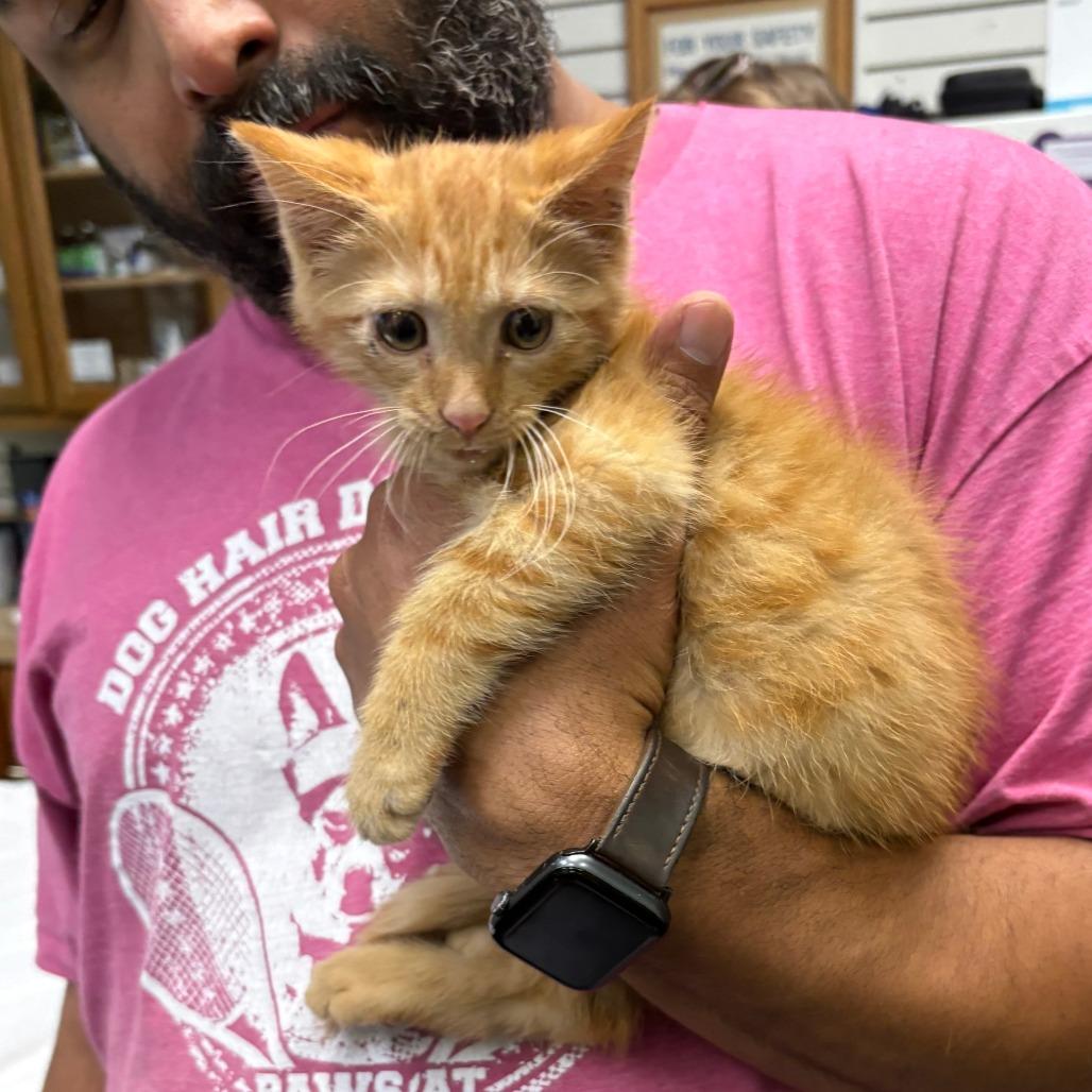 Chilli 26-049, a Adoptable Domestic Short Hair in Little Rock, AR image 3/3