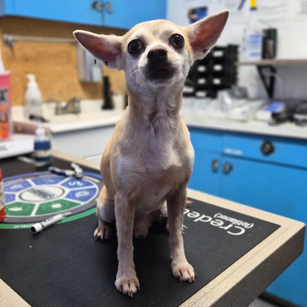 Enlarge Papa Gus, a Adoptable Chihuahua in Wahiawa, HI image 1/2