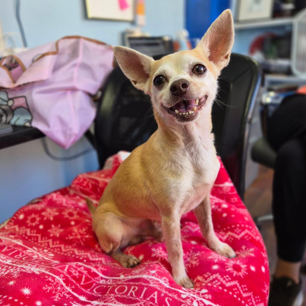 Enlarge Papa Gus, a Adoptable Chihuahua in Wahiawa, HI image 2/2