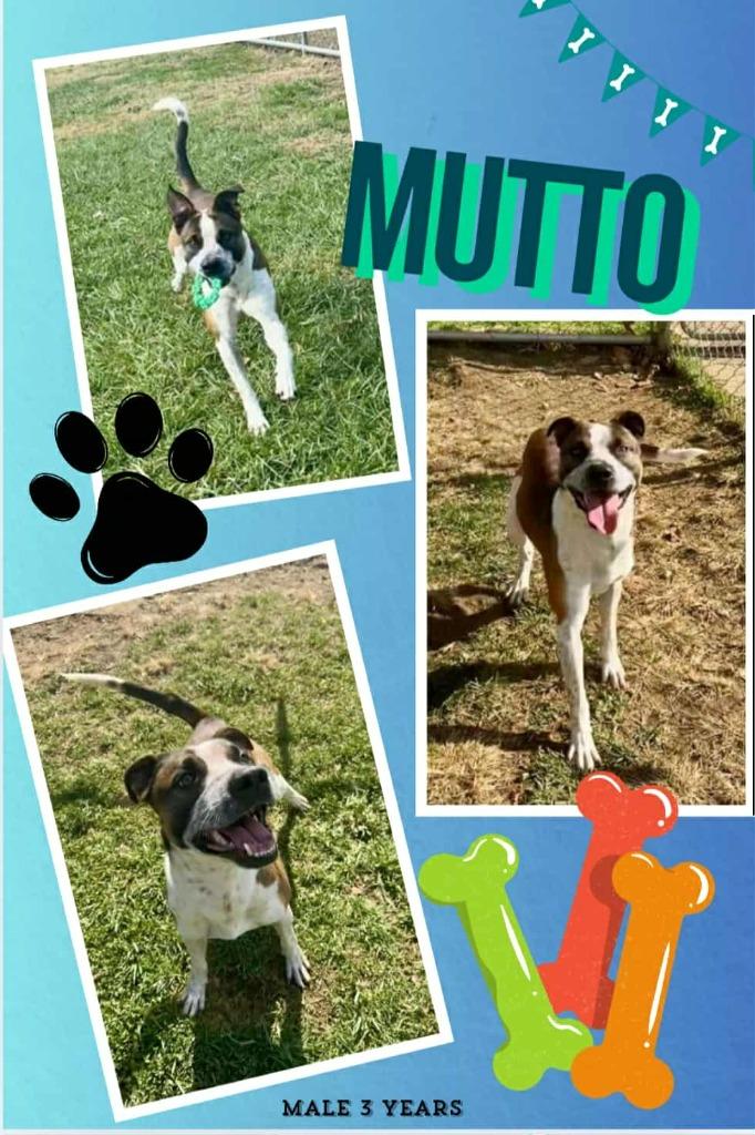Mutto, Adoptable, Adult Male Pit Bull Terrier & Mixed Breed.