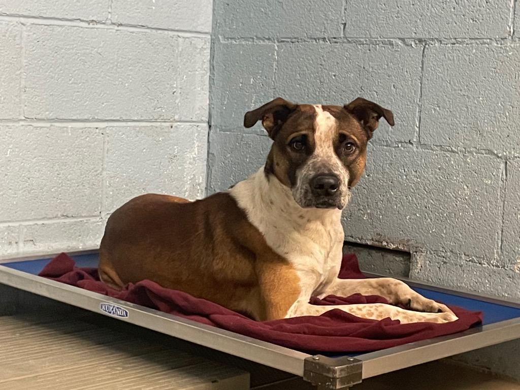 Enlarge Mutto, a Adoptable mixed breed in Blountville, TN image 2/2