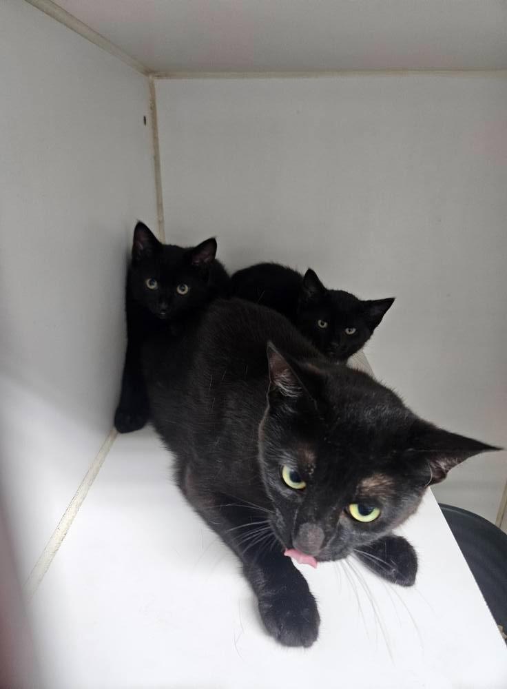 Veni, Adoptable, Young Female Domestic Short Hair.