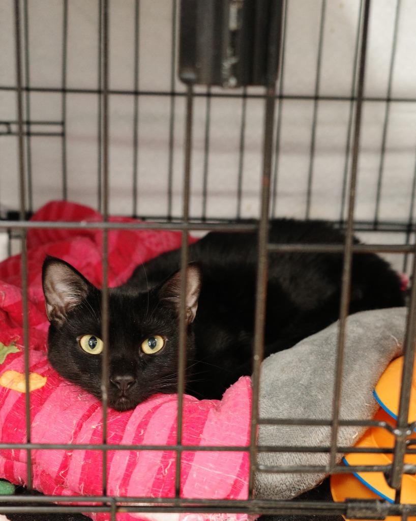 Veni, Adoptable, Young Female Domestic Short Hair.