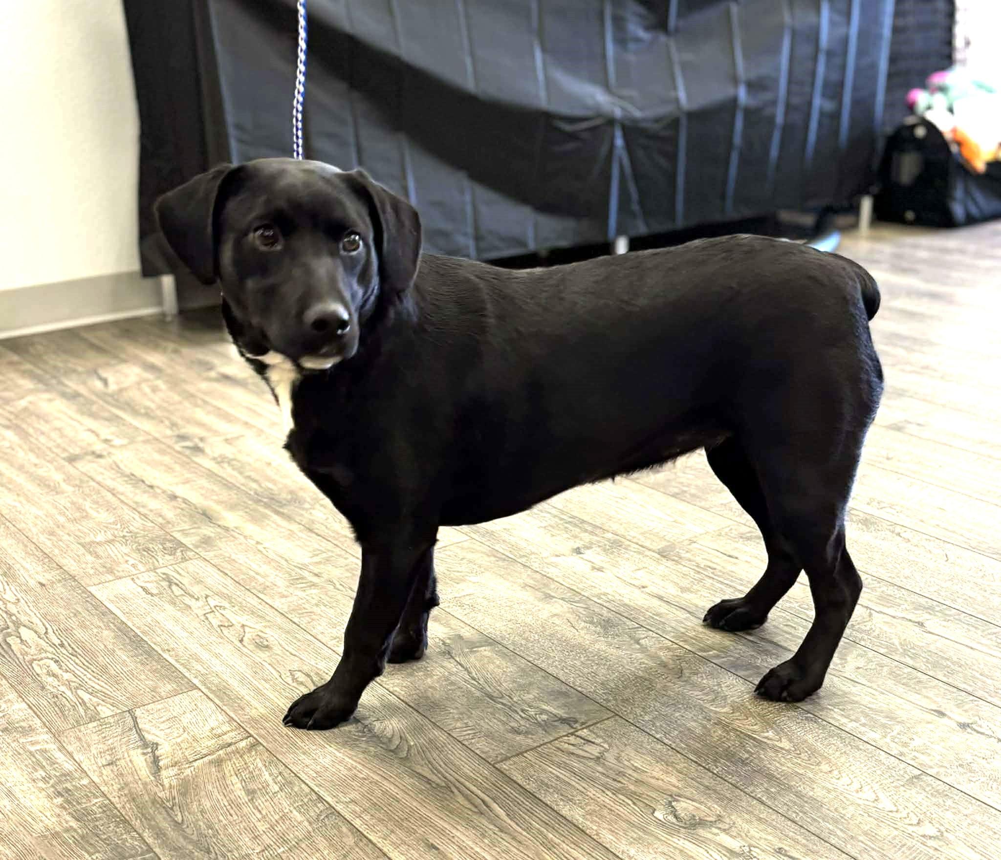 Glissando, ADOPTABLE, Young Female Border Collie.