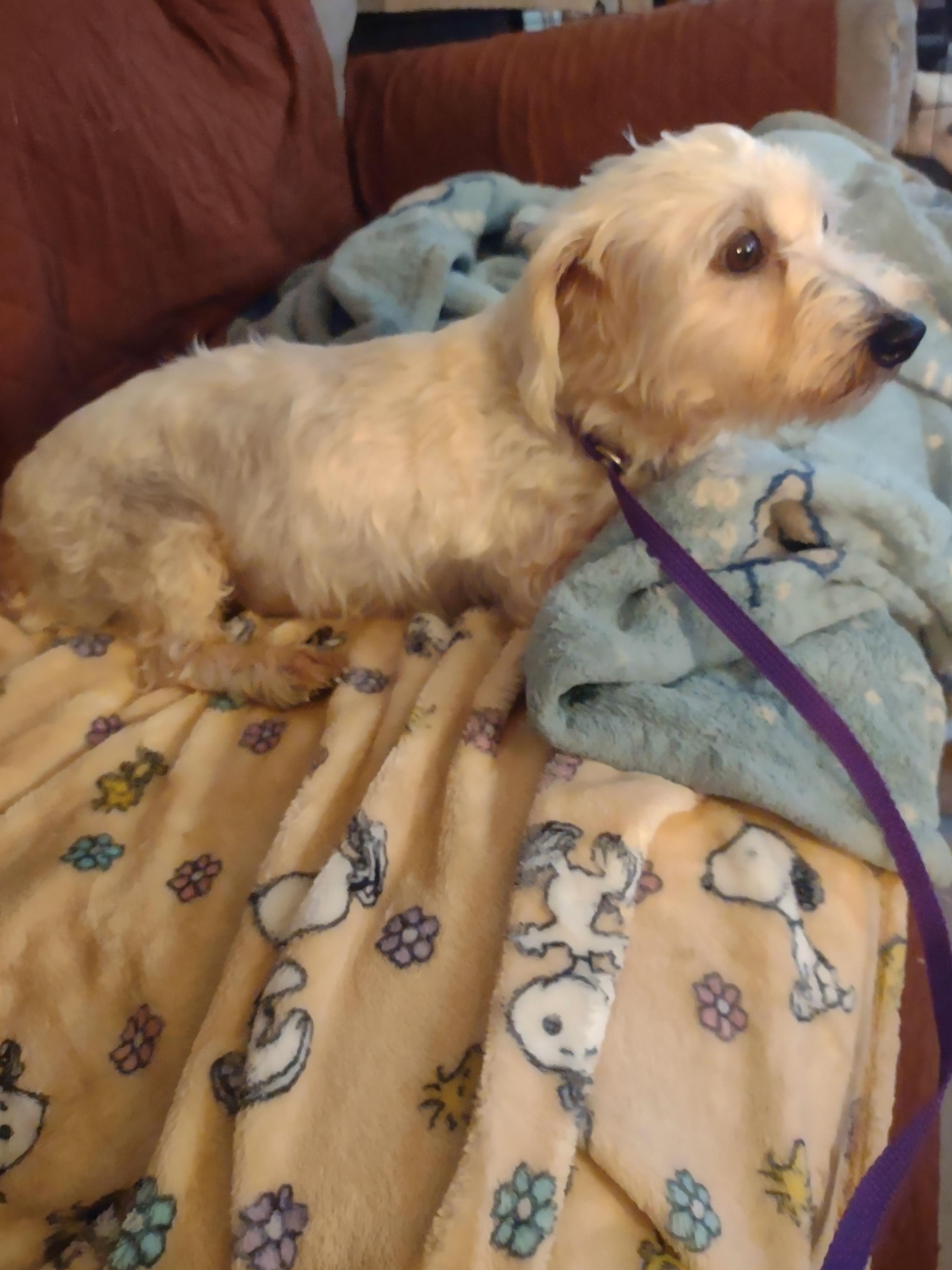 CINDY, Adoptable, Adult Female Maltipoo.