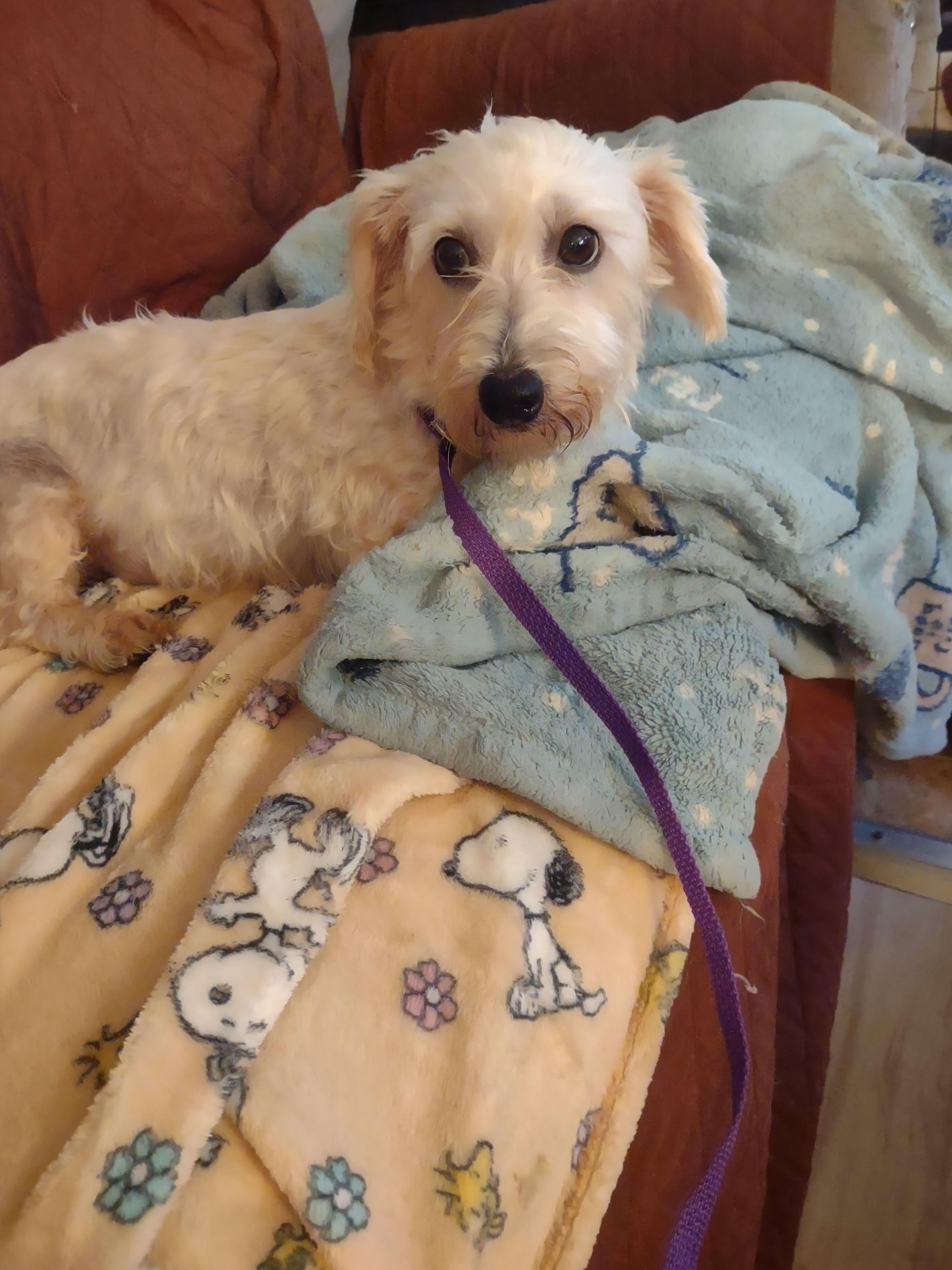 CINDY, an adoptable Maltipoo in Browns Mills, NJ, 08015 | Photo Image 4