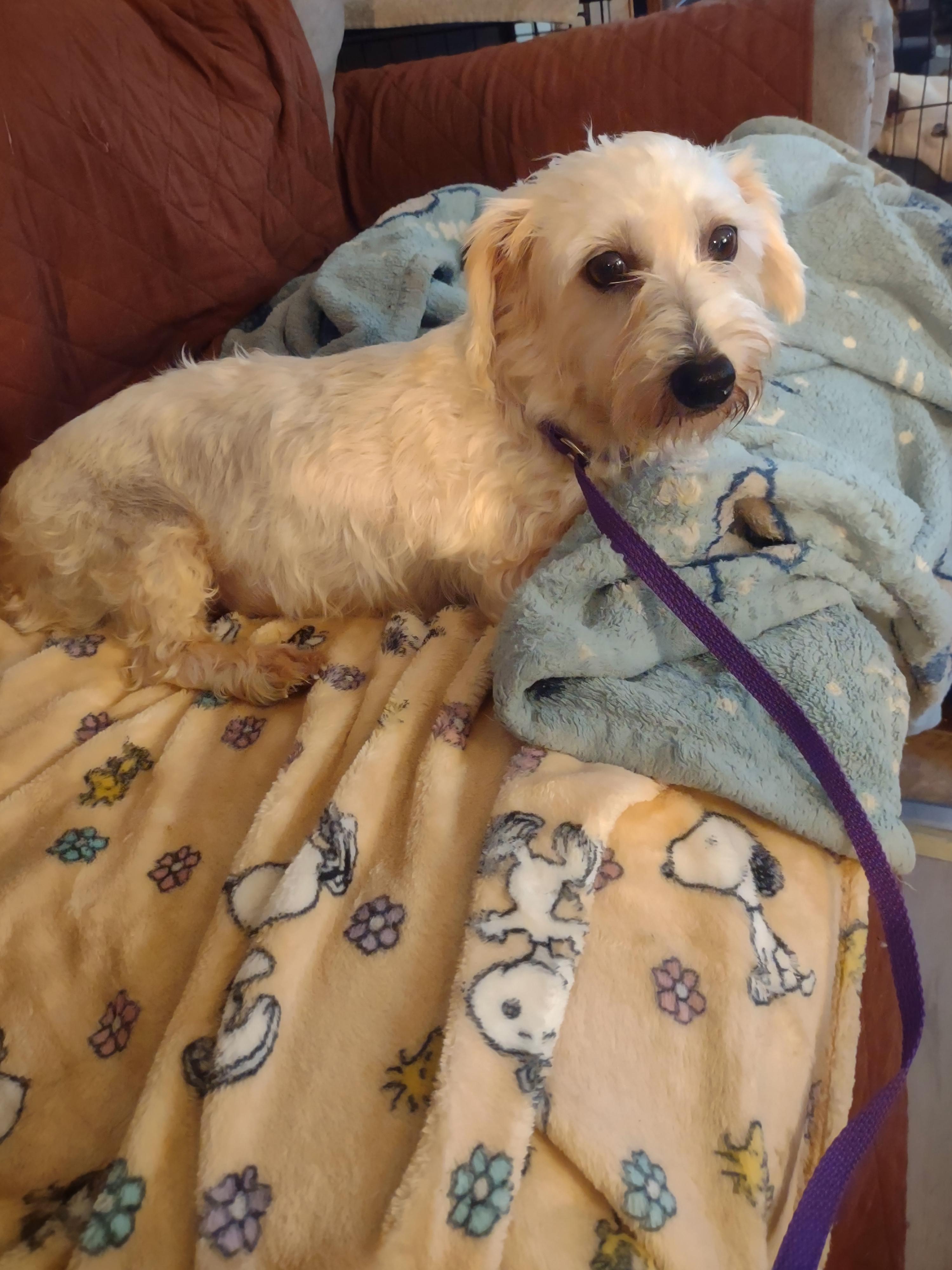 CINDY, an adoptable Maltipoo in Browns Mills, NJ, 08015 | Photo Image 1