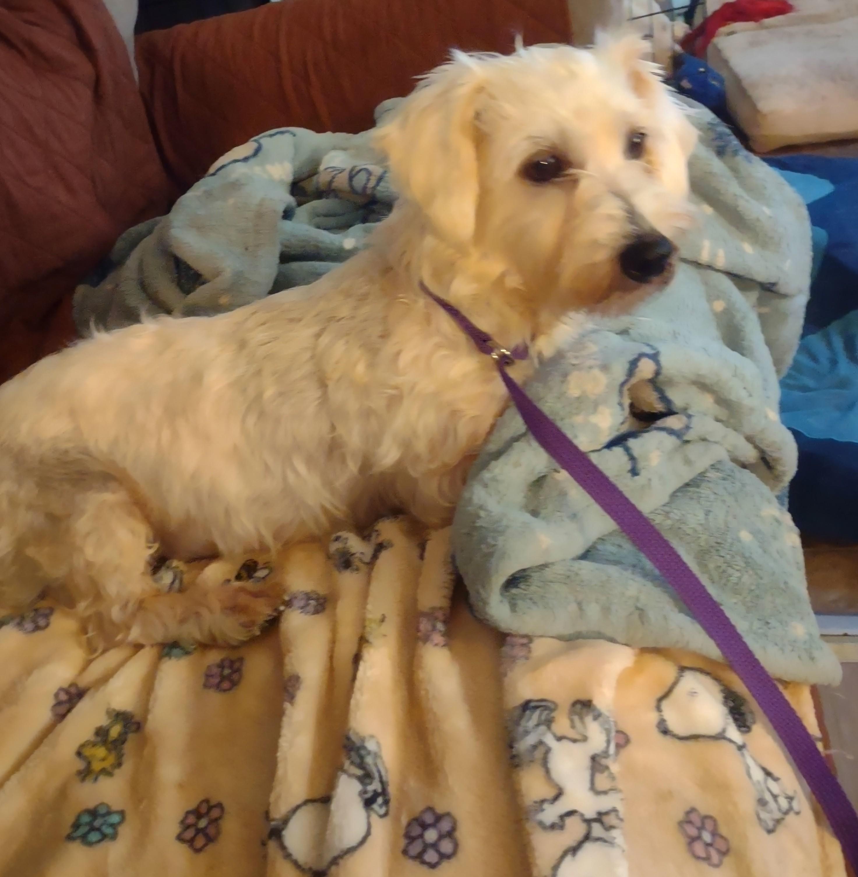 CINDY, an adoptable Maltipoo in Browns Mills, NJ, 08015 | Photo Image 2