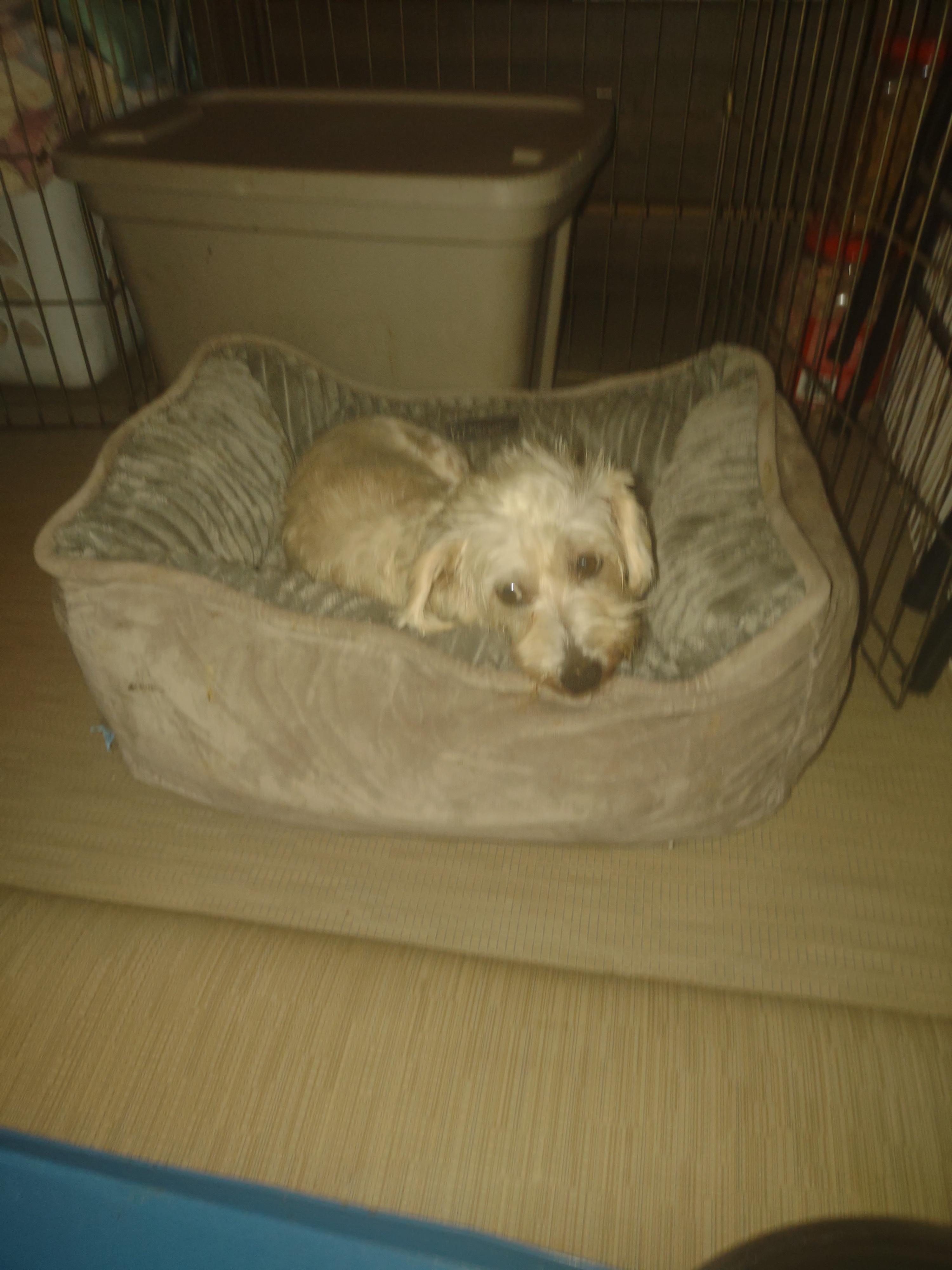 CINDY, a Adoptable mixed breed in Browns Mills, NJ image 6/6