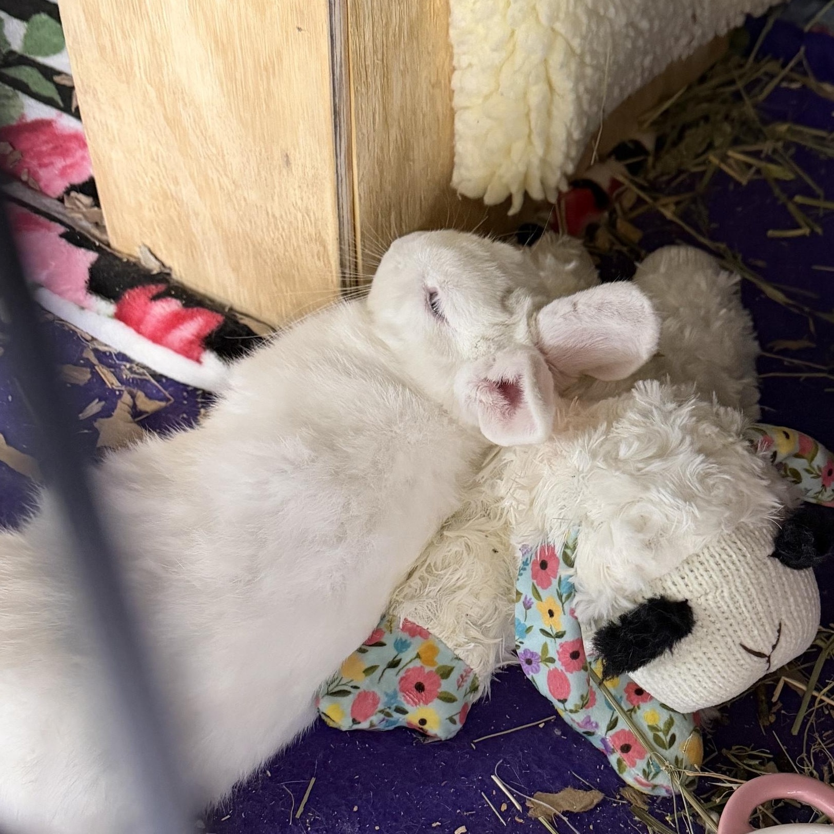 KELLY, a Adoptable Polish in Forest Hills, NY image 4/5