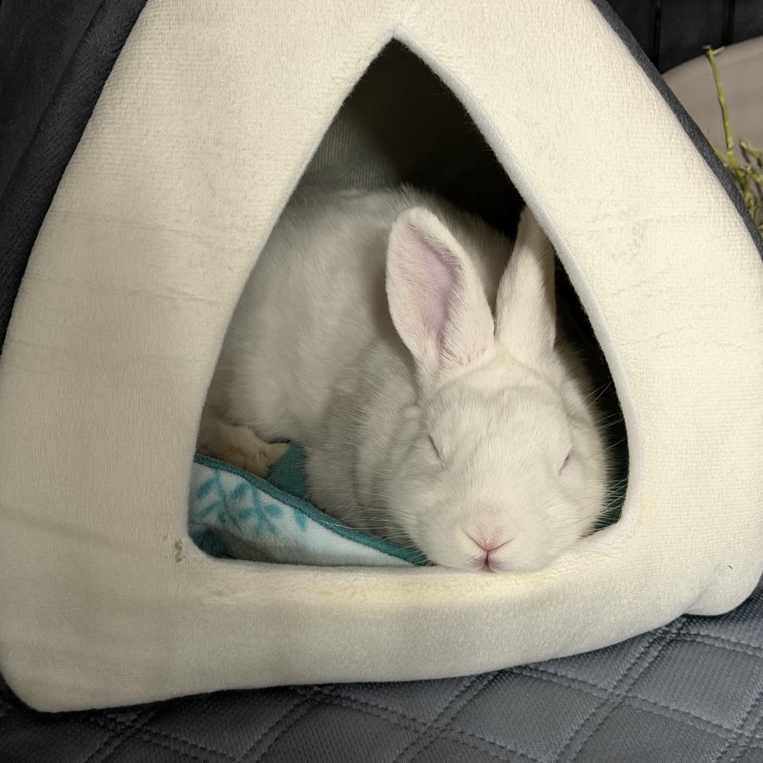 KELLY, a Adoptable Polish in Forest Hills, NY image 1/5