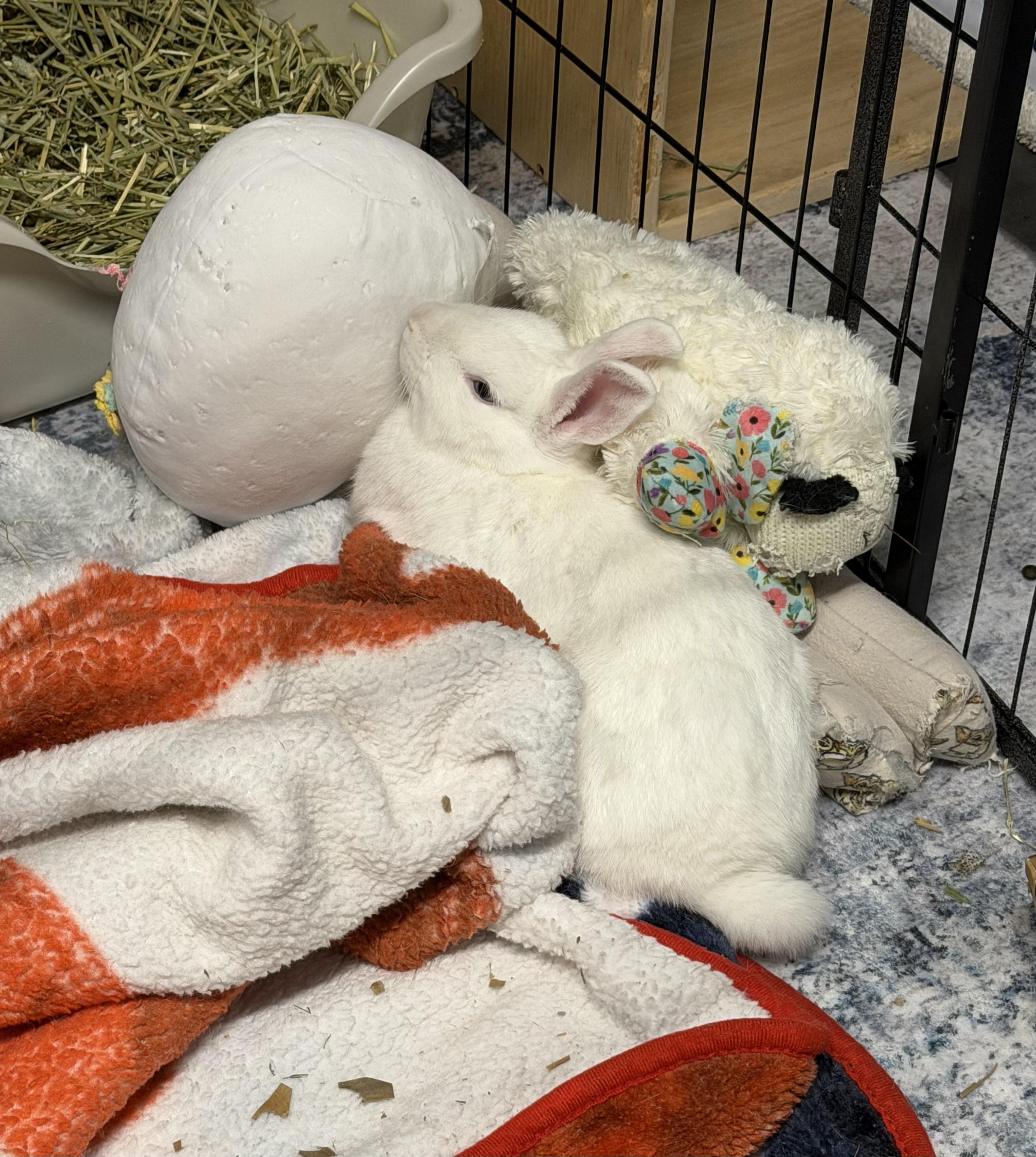Enlarge KELLY, a Adoptable Polish in Forest Hills, NY image 2/5