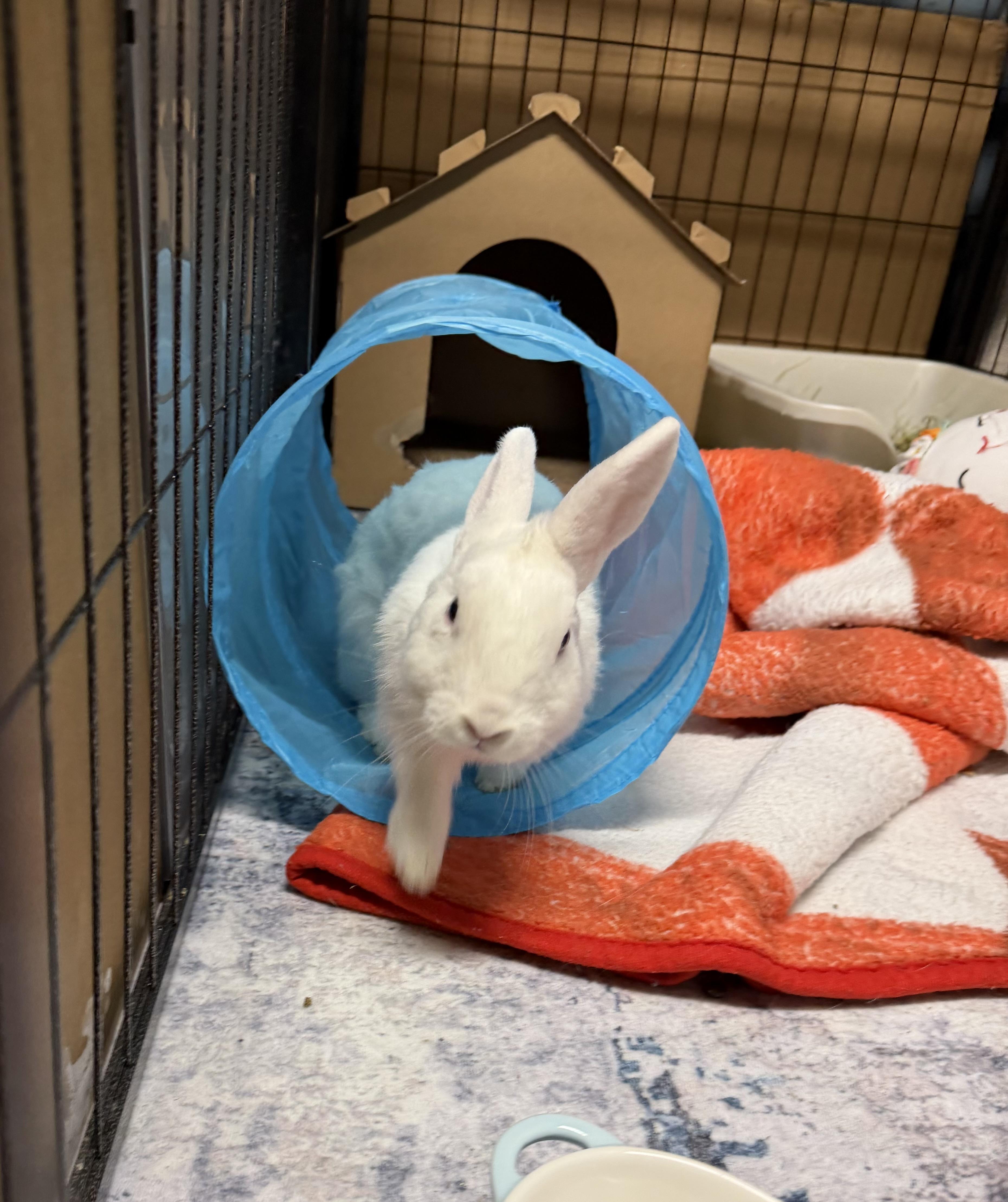Enlarge KELLY, a Adoptable Polish in Forest Hills, NY image 3/5