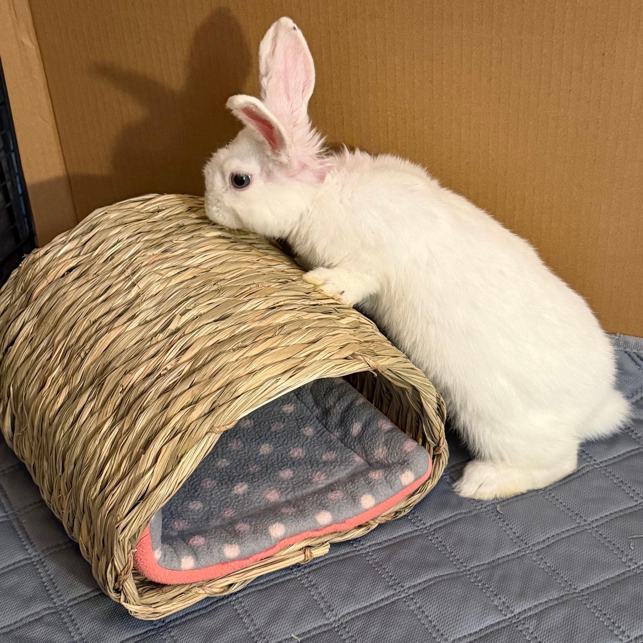 KELLY, a Adoptable Polish in Forest Hills, NY image 2/5