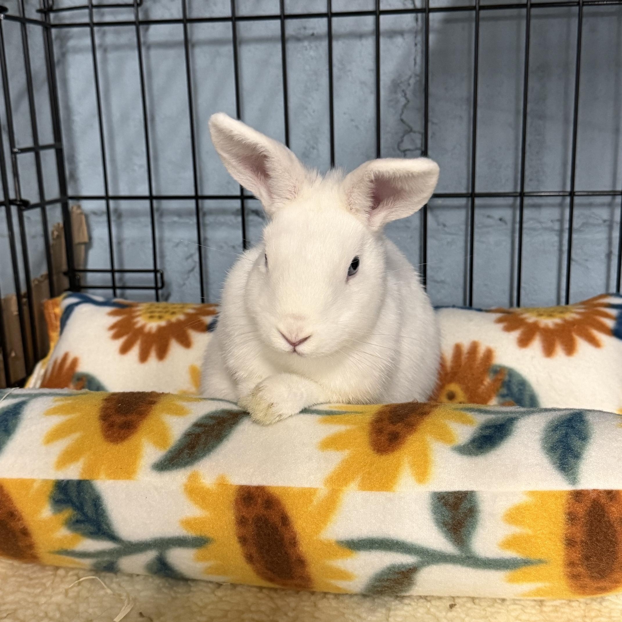 KELLY, a Adoptable Polish in Forest Hills, NY image 5/5