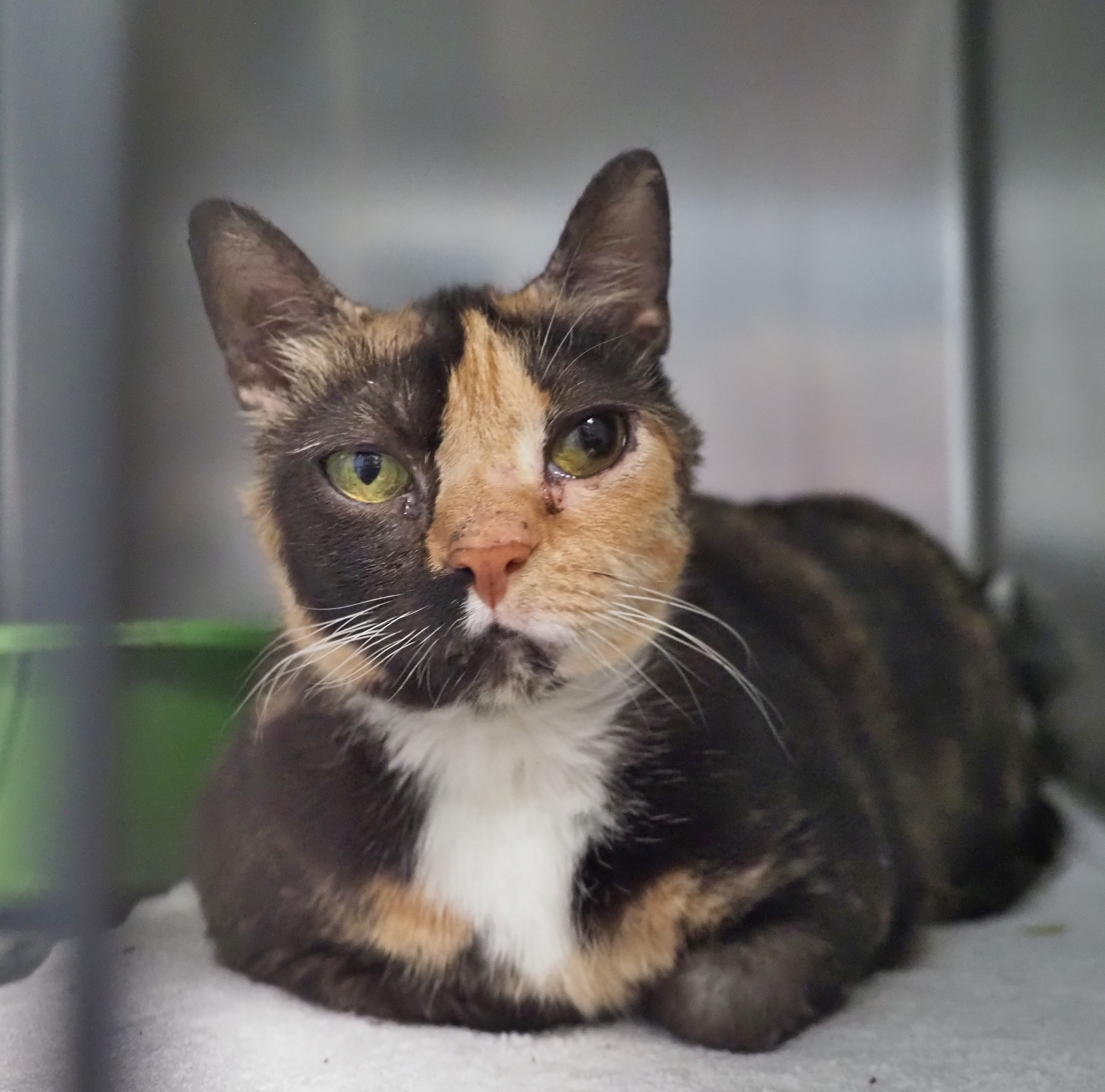 Annie, a Adoptable mixed breed in Cape May Court House, NJ image 1/6