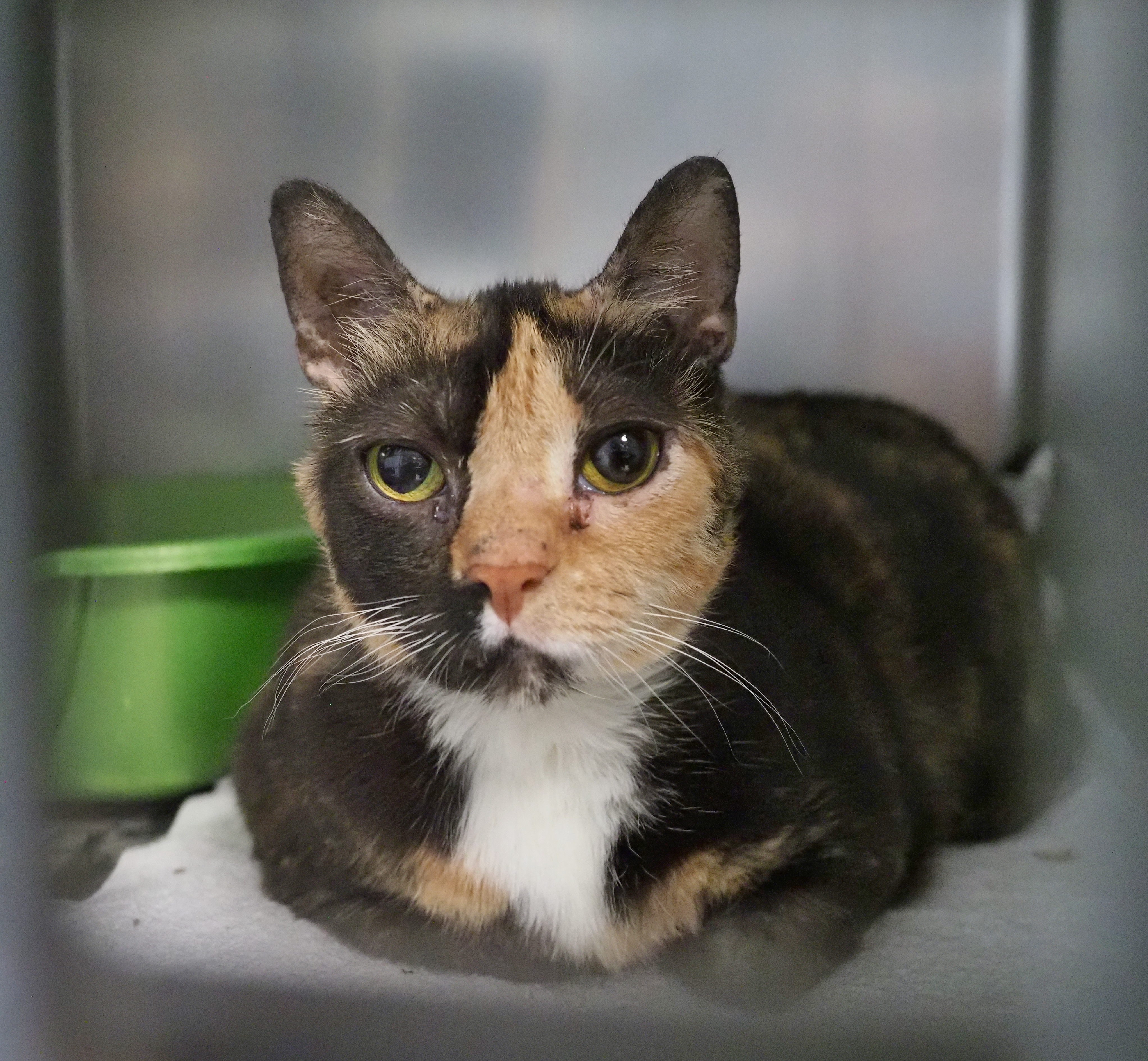 Annie, a Adoptable mixed breed in Cape May Court House, NJ image 2/6