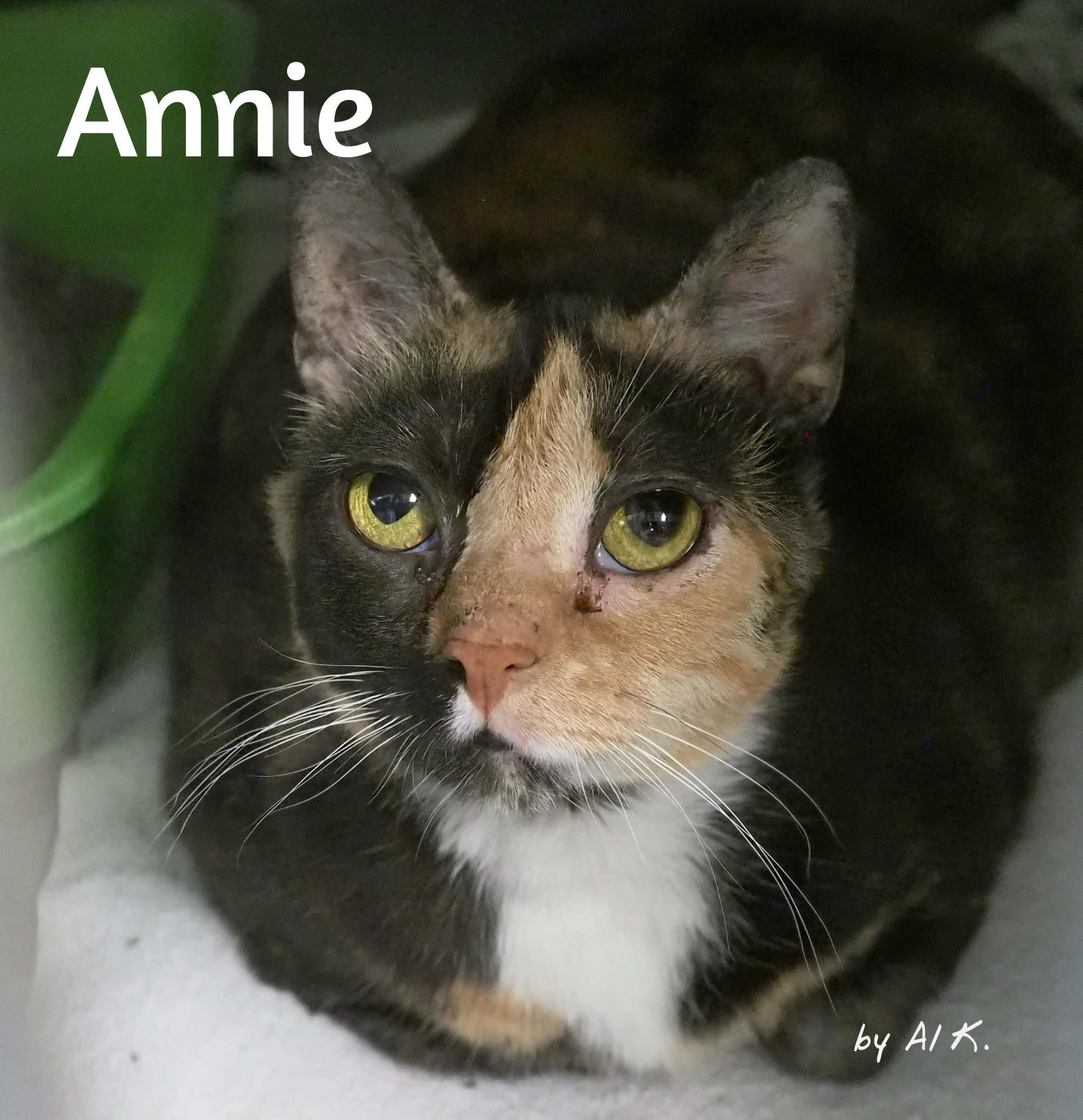 Annie, a Adoptable mixed breed in Cape May Court House, NJ image 3/6