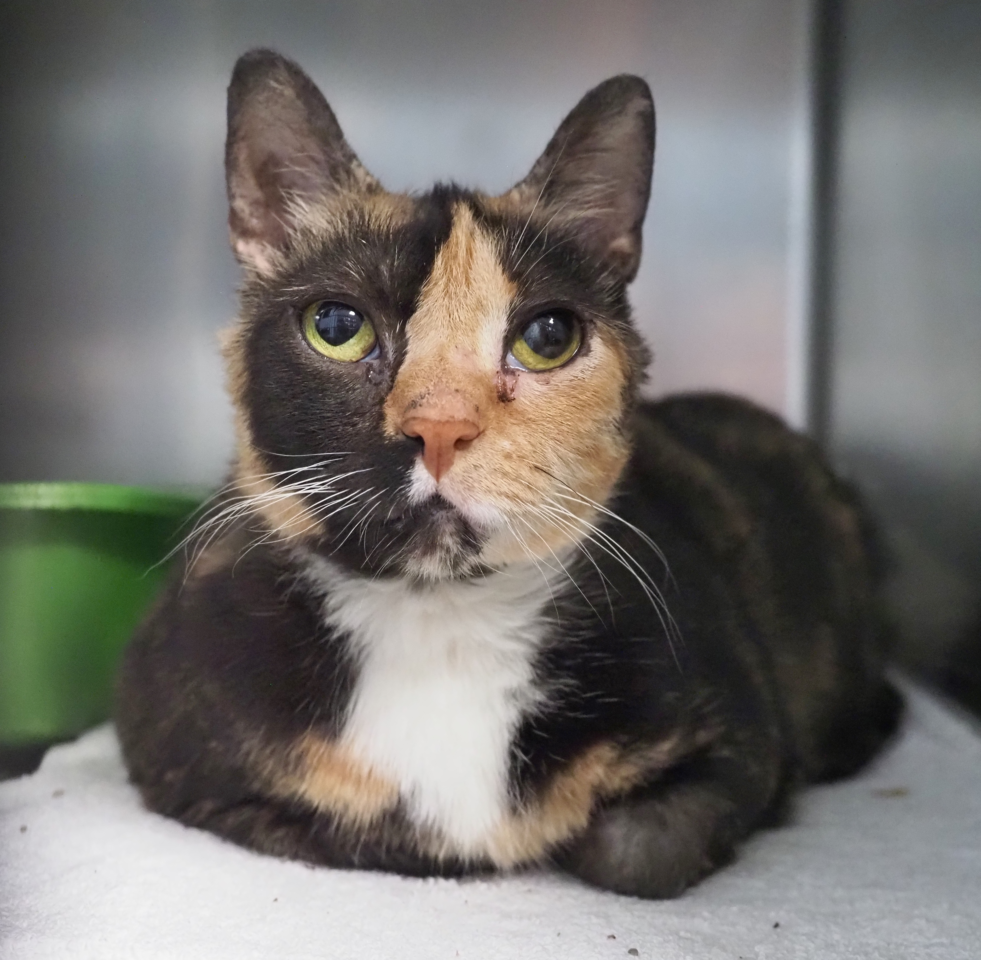 Annie, a Adoptable mixed breed in Cape May Court House, NJ image 5/6