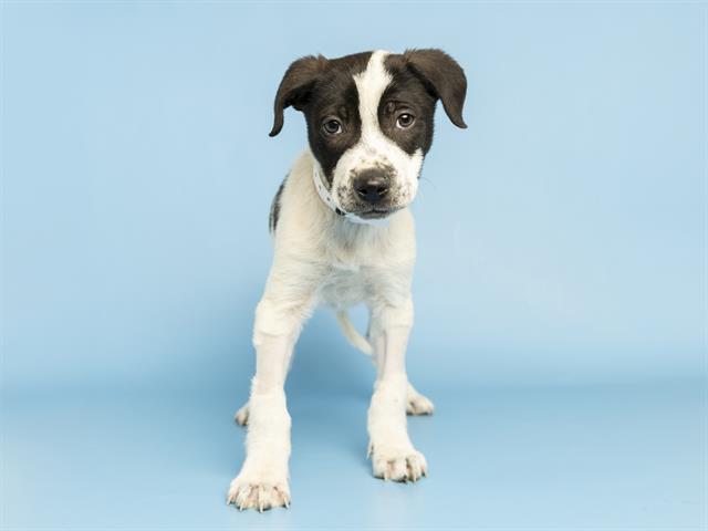RICHARD, Adoptable, Puppy Male Border Collie & Mixed Breed.