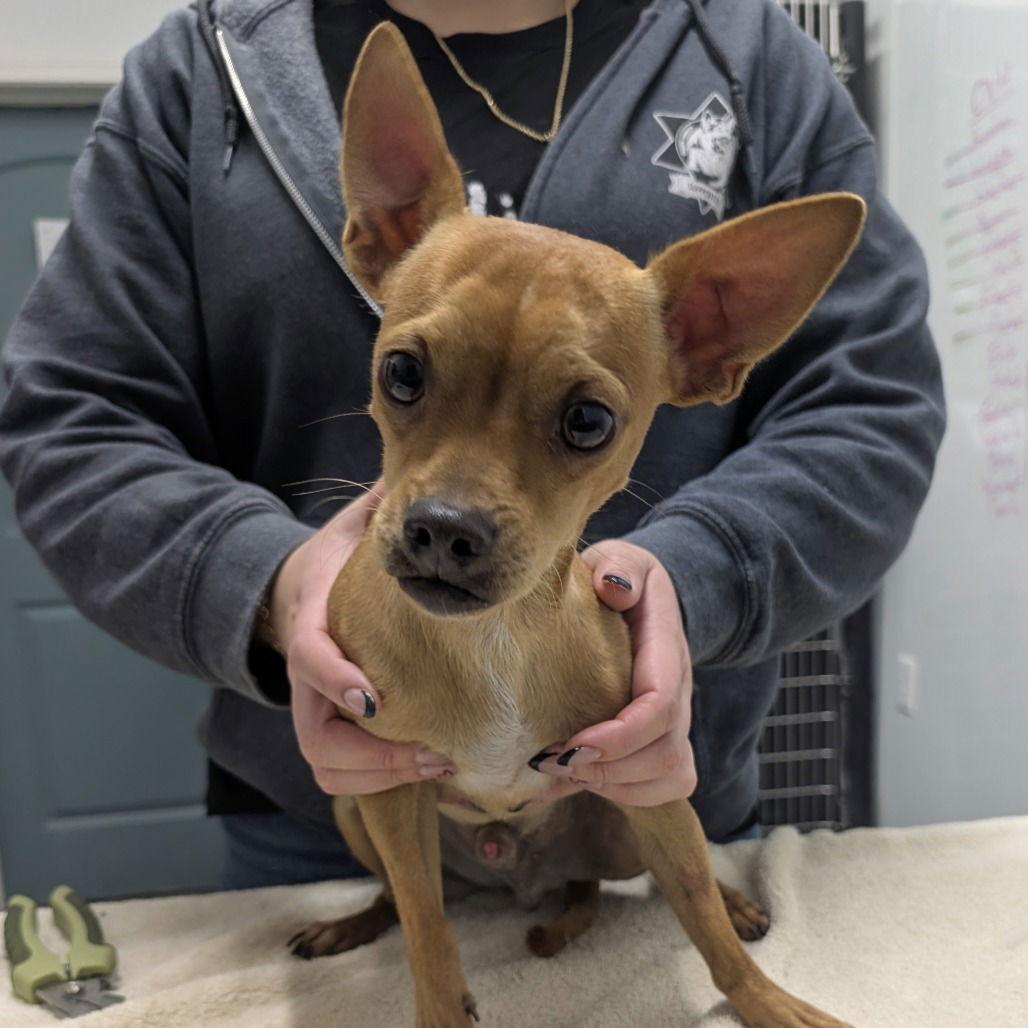 Enlarge AXON, a Adopted Chihuahua in Chico, CA image 1/1