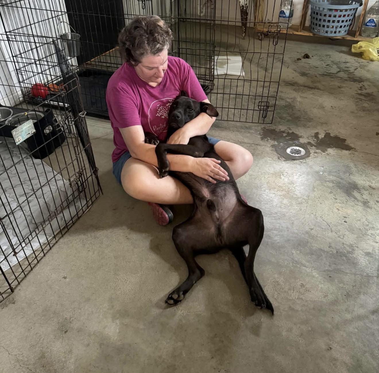 Enlarge Dante, a ADOPTABLE mixed breed in Junction City, KY image 4/6