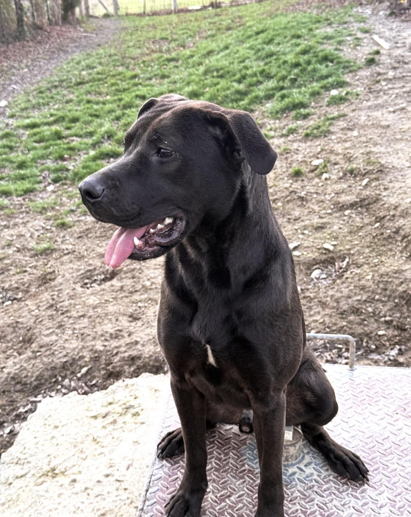 Dante, ADOPTABLE, Adult Male Black Labrador Retriever.