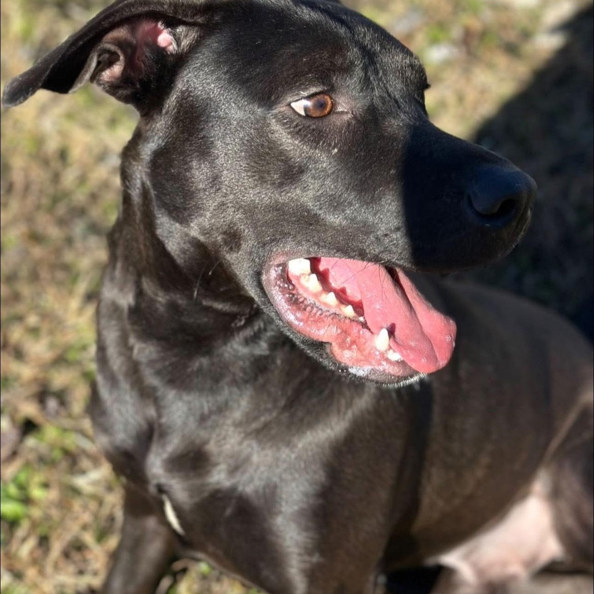 Dante, a ADOPTABLE mixed breed in Junction City, KY image 1/3