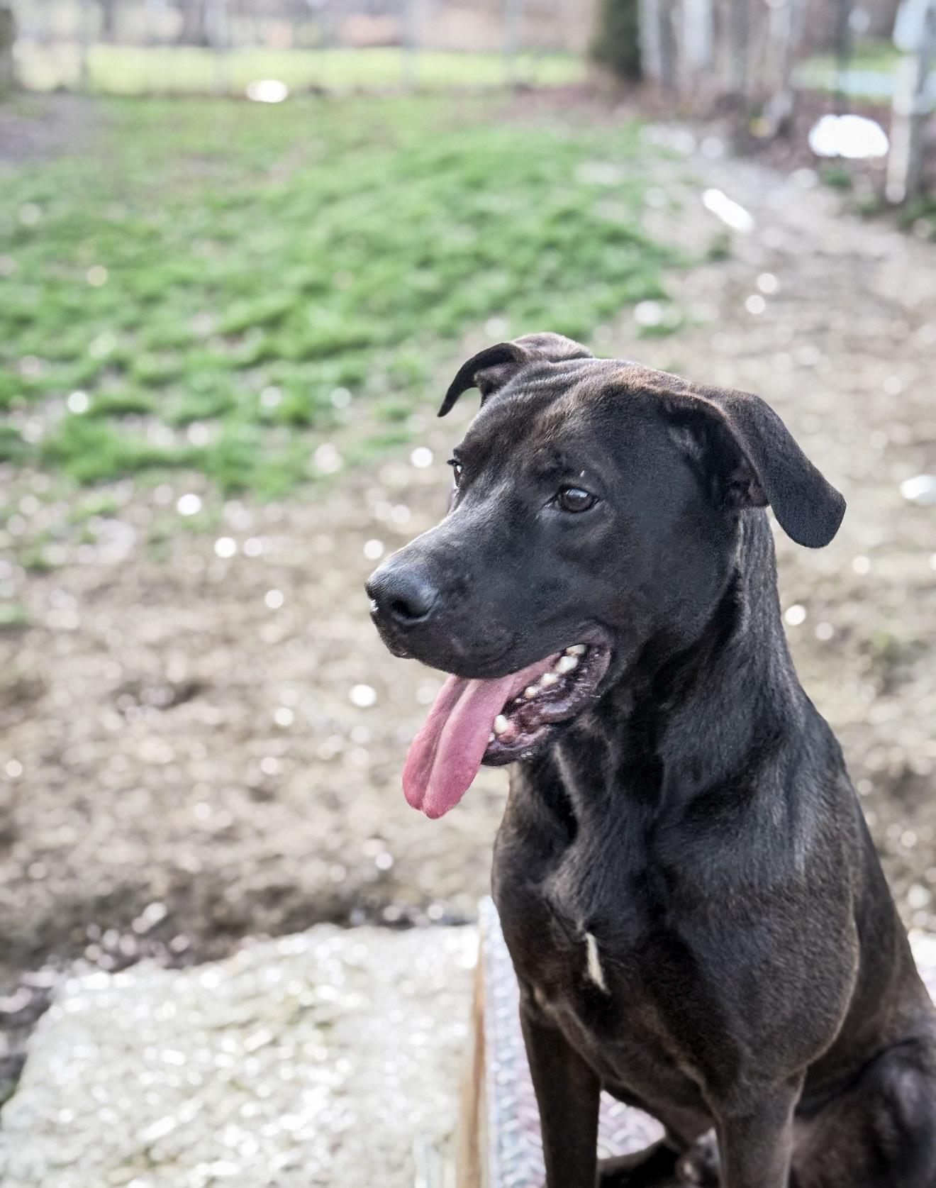 Dante, a ADOPTABLE mixed breed in Junction City, KY image 6/6