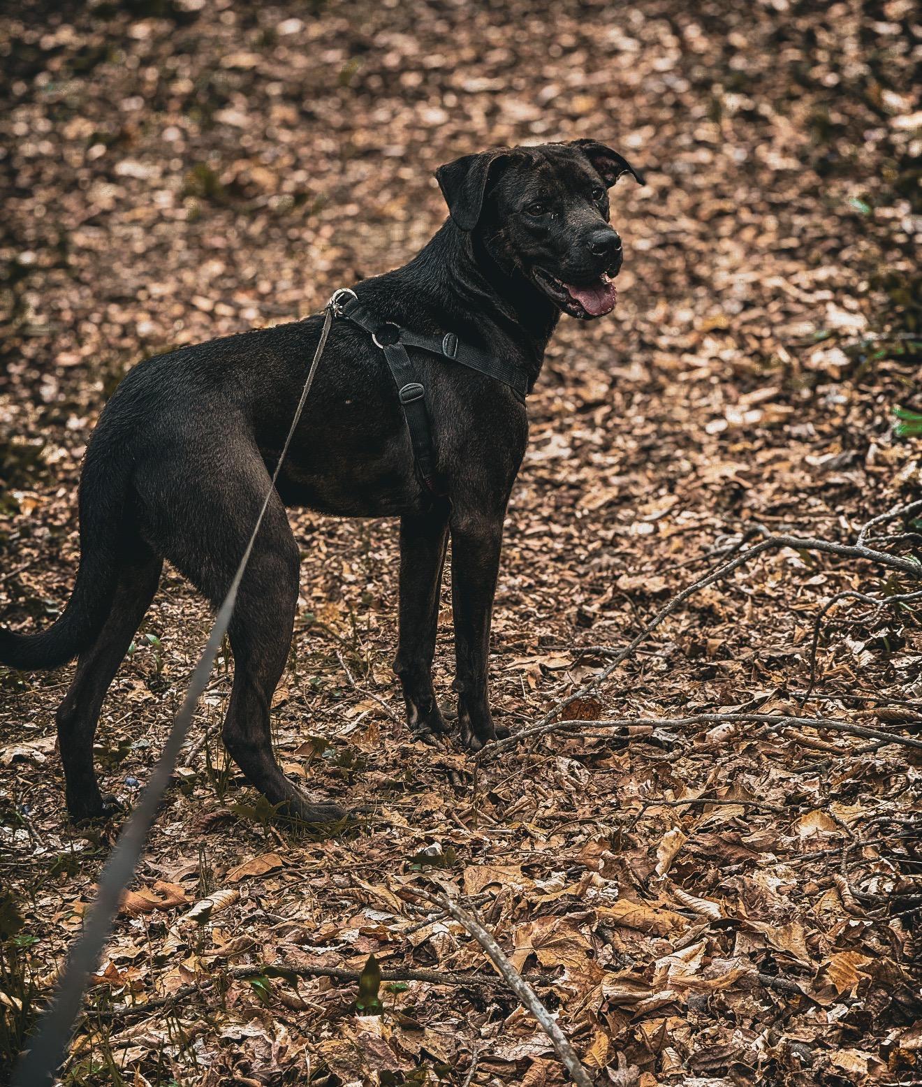 Enlarge Dante, a ADOPTABLE mixed breed in Junction City, KY image 1/4