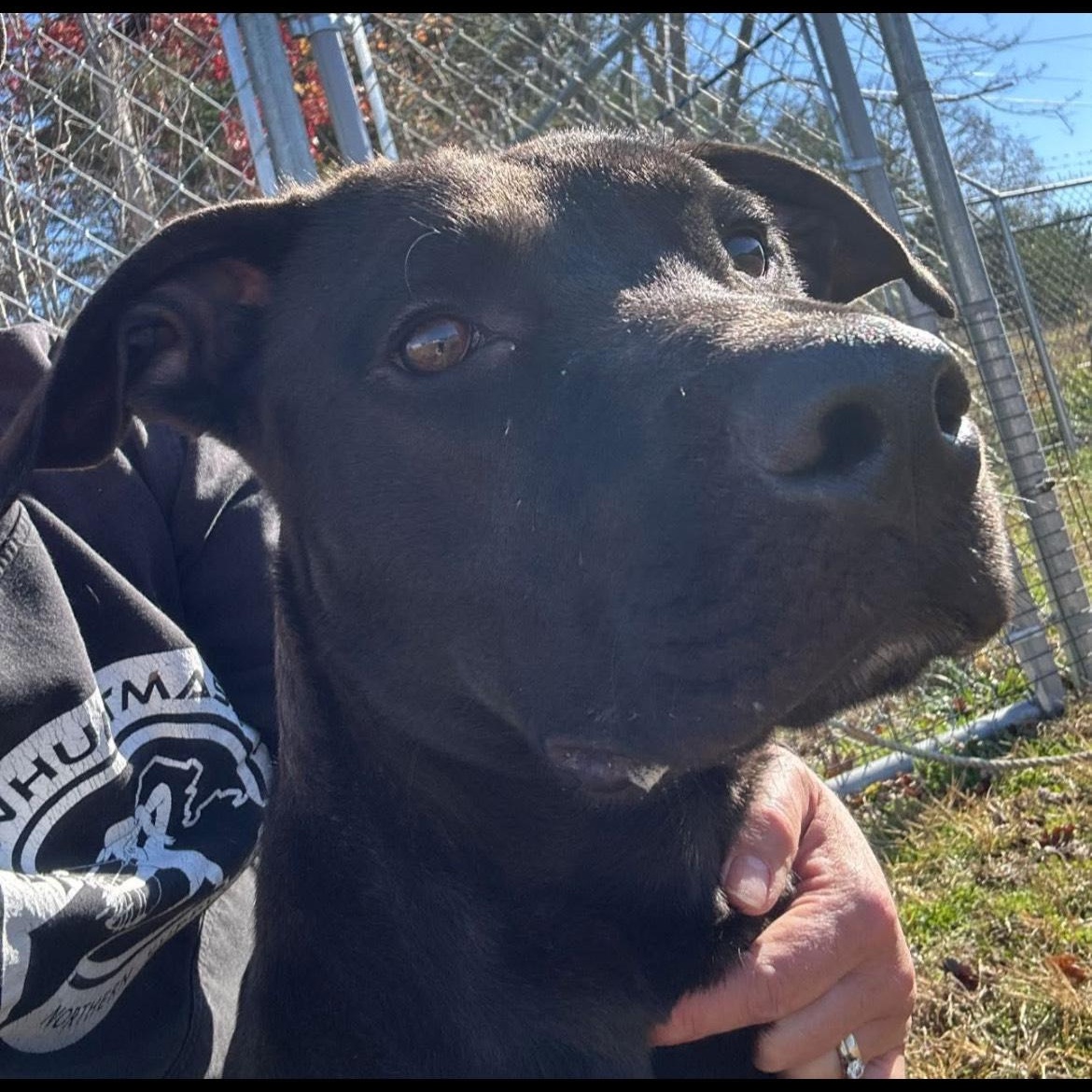 Dante, a ADOPTABLE mixed breed in Junction City, KY image 3/3