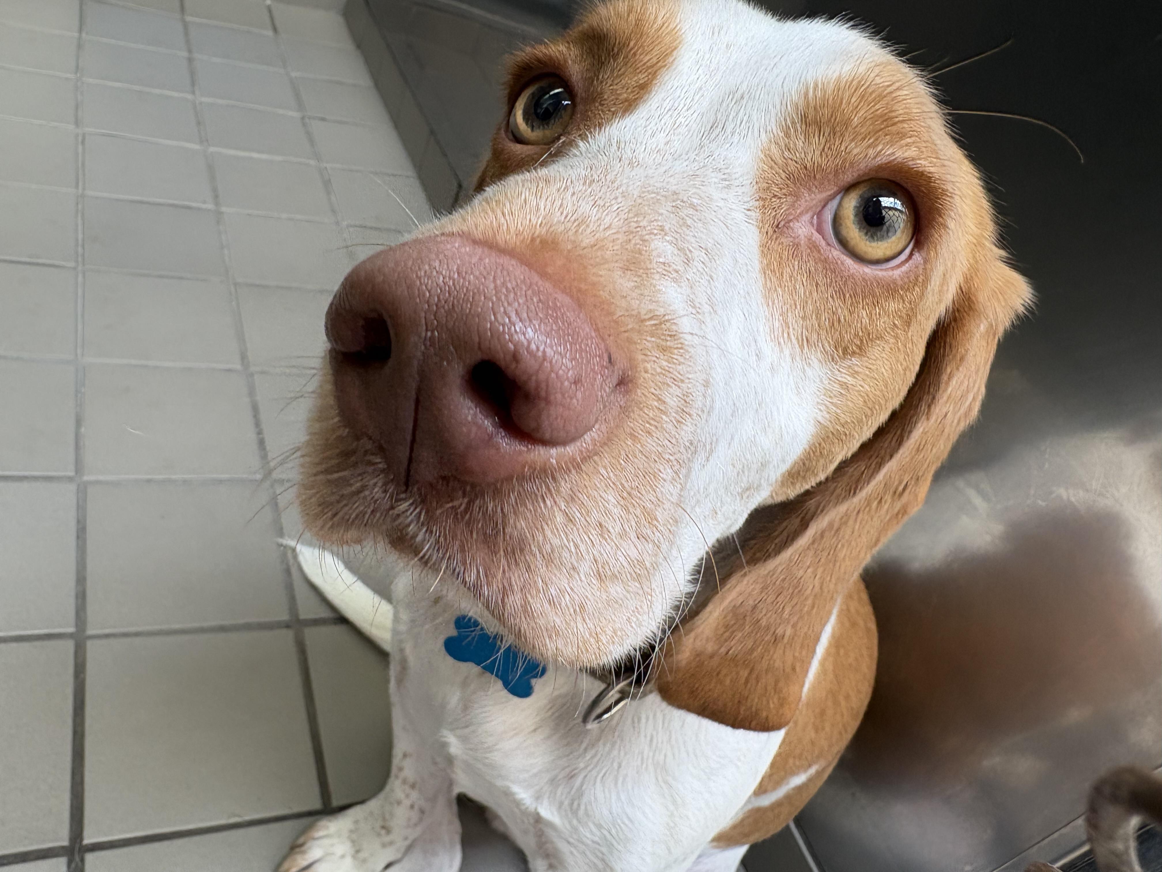 Enlarge Pablo, a ADOPTABLE mixed breed in Wantagh, NY image 3/4