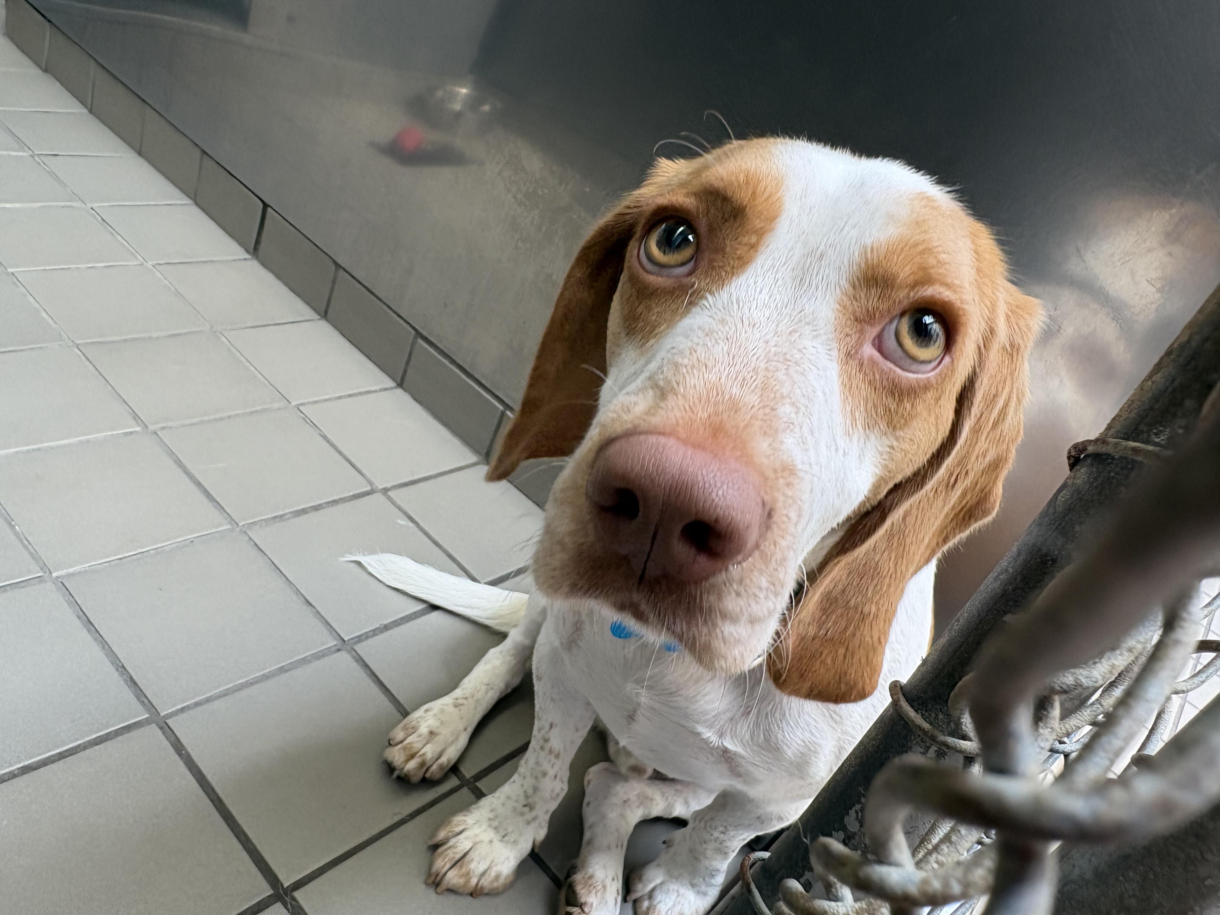 Enlarge Pablo, a ADOPTABLE mixed breed in Wantagh, NY image 2/4