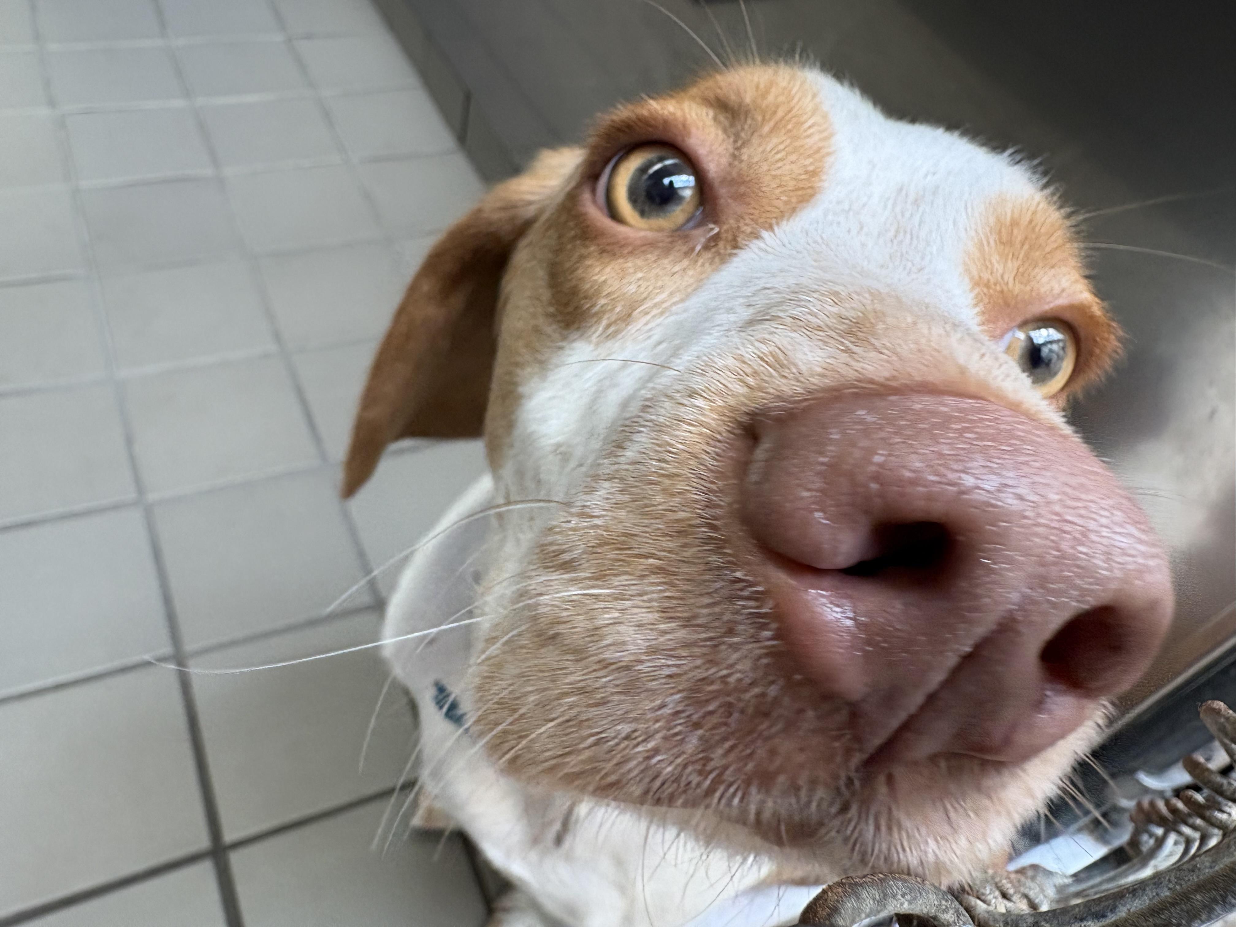 Enlarge Pablo, a ADOPTABLE mixed breed in Wantagh, NY image 4/4