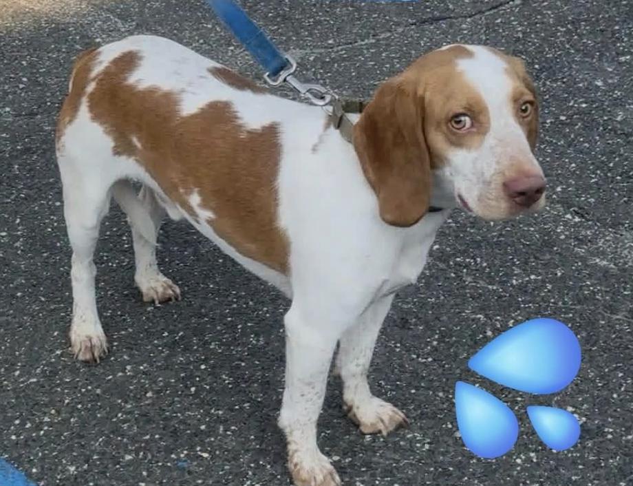 Pablo, ADOPTABLE, Young Male Beagle.
