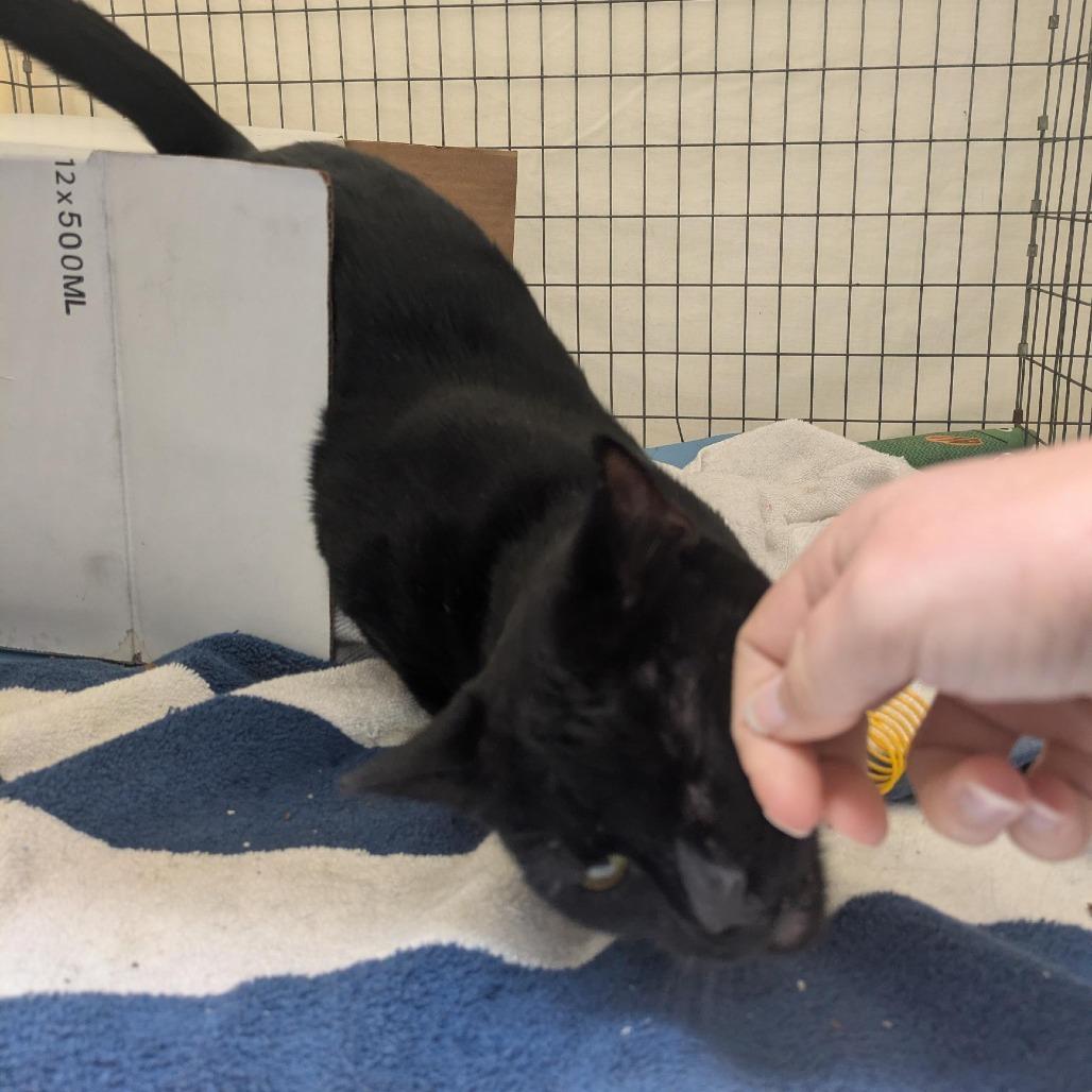 Enlarge Chubby Parker, a Adoptable Domestic Short Hair in Santa Rosa, CA image 1/6