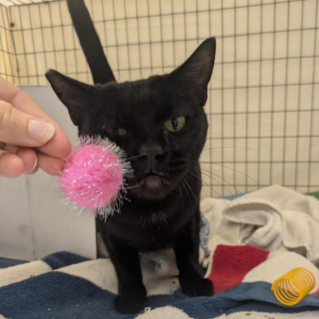 Enlarge Chubby Parker, a Adoptable Domestic Short Hair in Santa Rosa, CA image 2/6