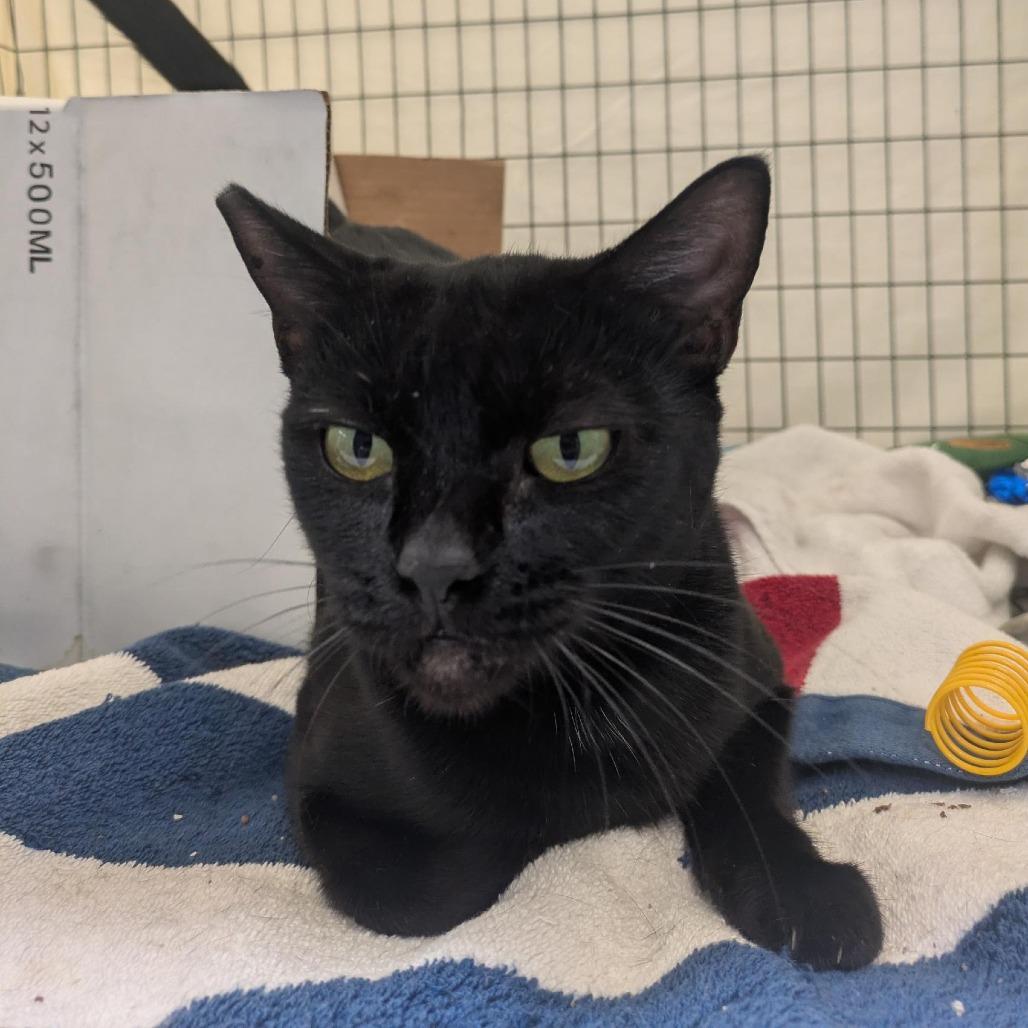 Enlarge Chubby Parker, a Adoptable Domestic Short Hair in Santa Rosa, CA image 3/6