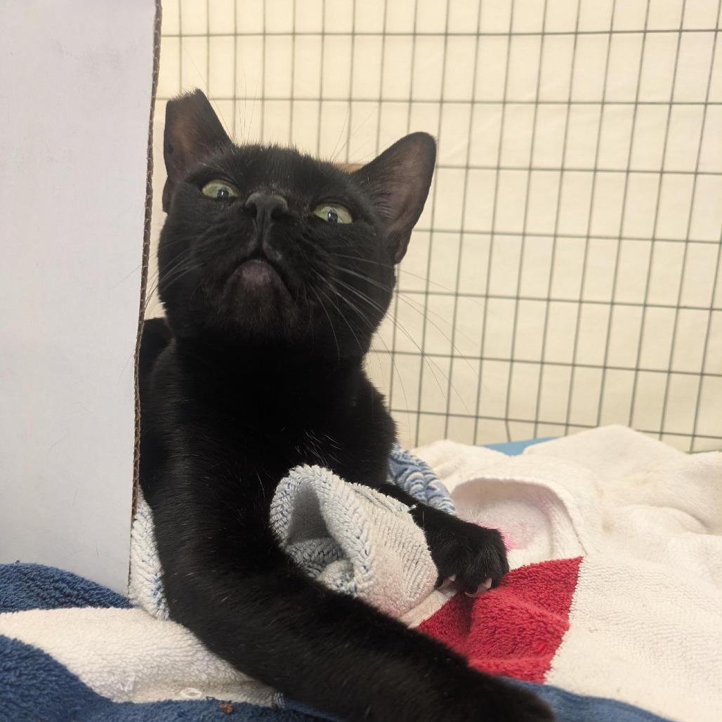 Enlarge Chubby Parker, a Adoptable Domestic Short Hair in Santa Rosa, CA image 4/6