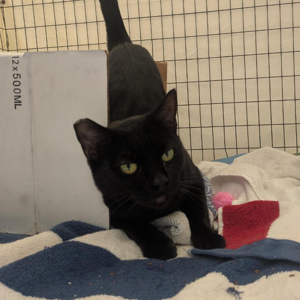 Enlarge Chubby Parker, a Adoptable Domestic Short Hair in Santa Rosa, CA image 5/6
