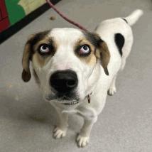 Birria, Adoptable, Young Female Hound.