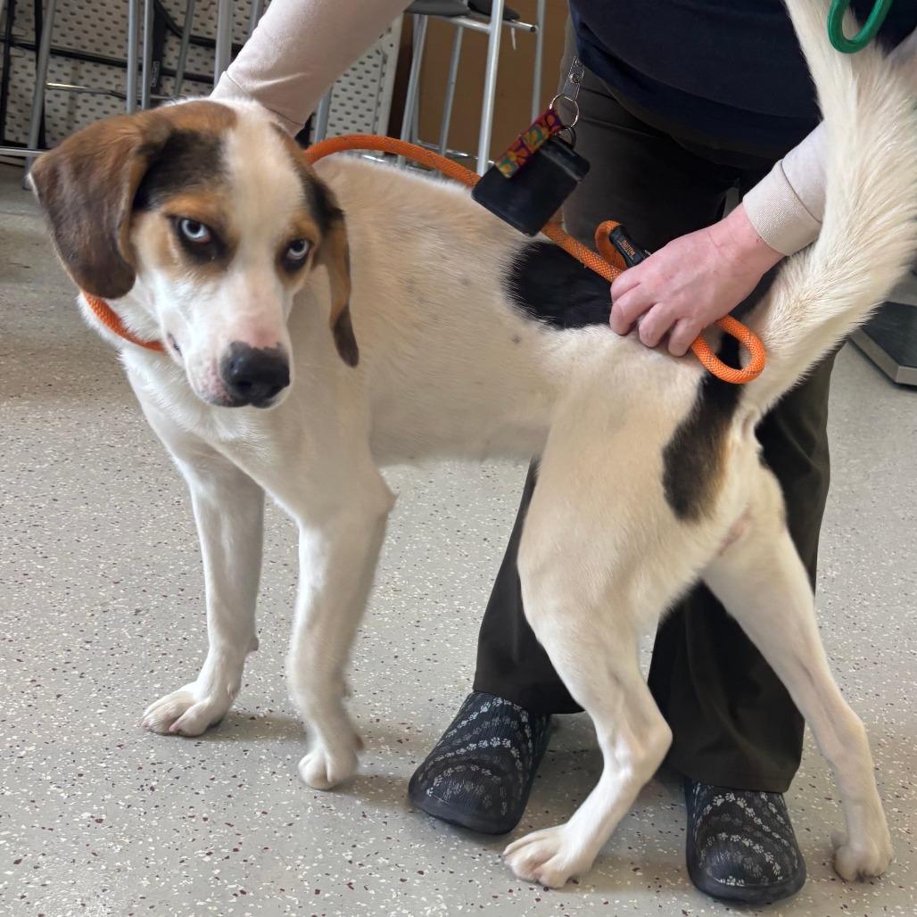 Enlarge Birria, a Adoptable Hound in Indianapolis, IN image 2/2