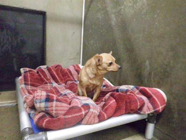A611152, Adoptable, Young Female Chihuahua & Mixed Breed.