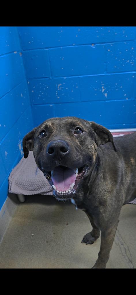Opie, Adoptable, Adult Male Terrier.