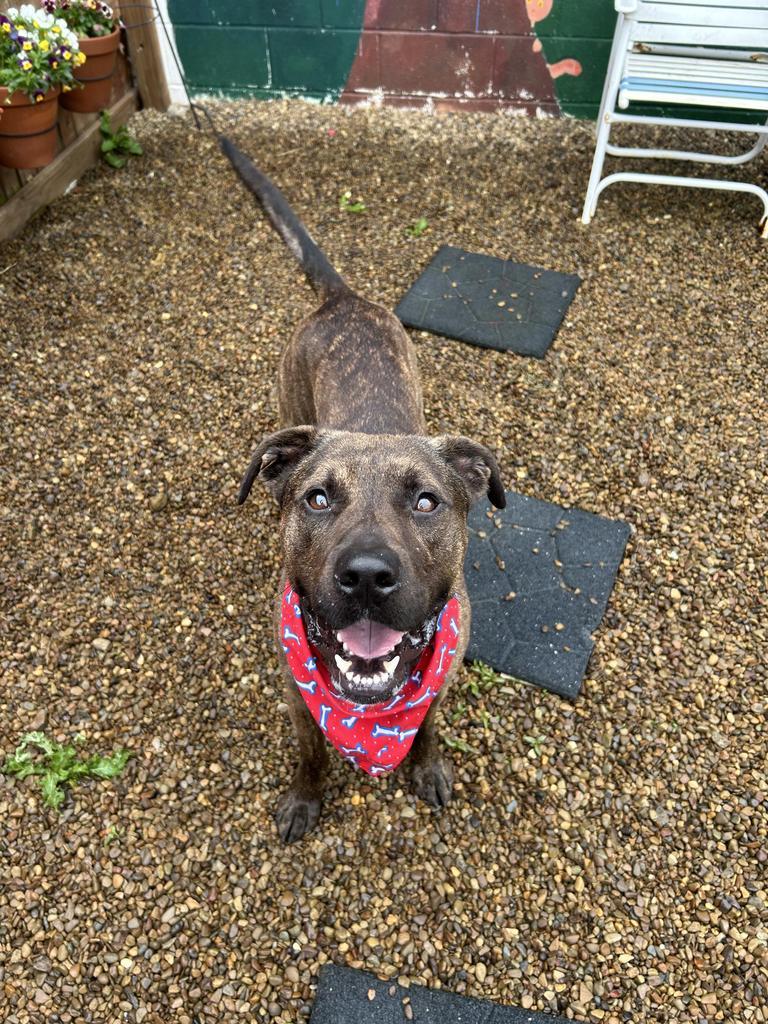 Opie, a Adoptable Terrier in New Manchester, WV image 2/6