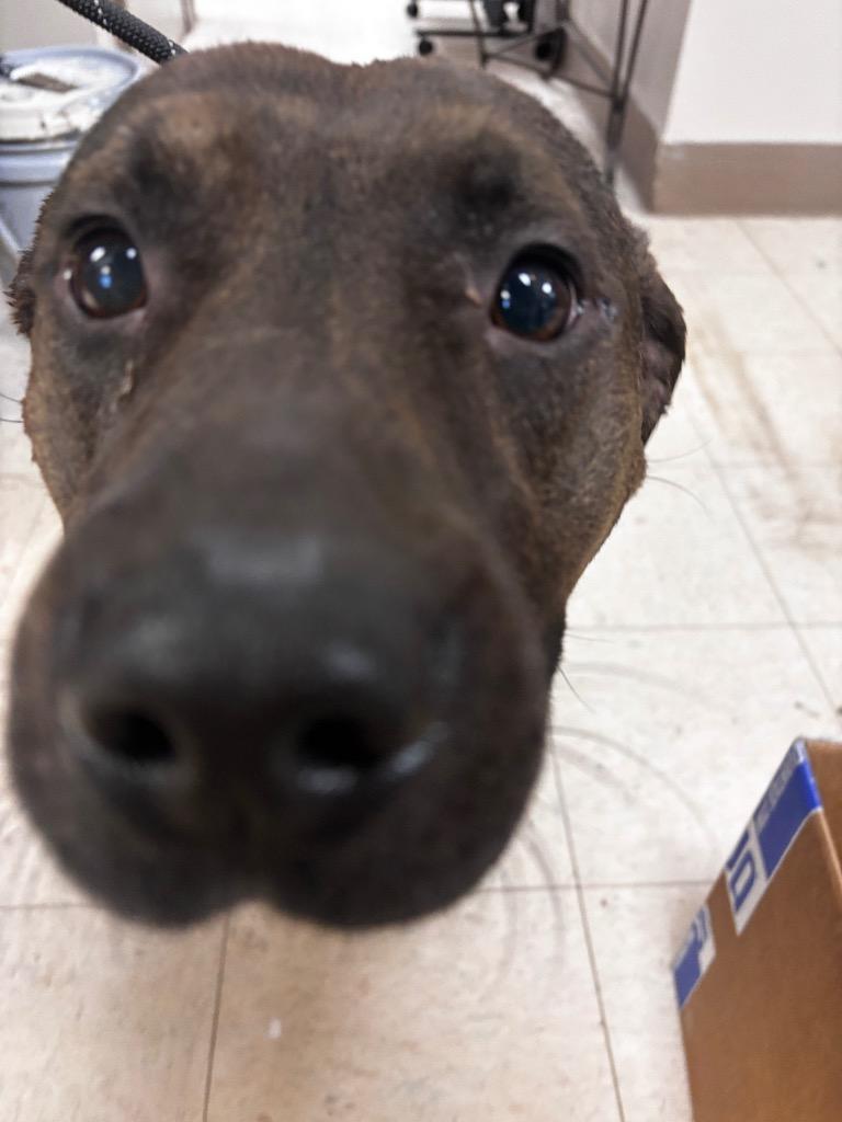 Opie, a Adoptable Terrier in New Manchester, WV image 4/6