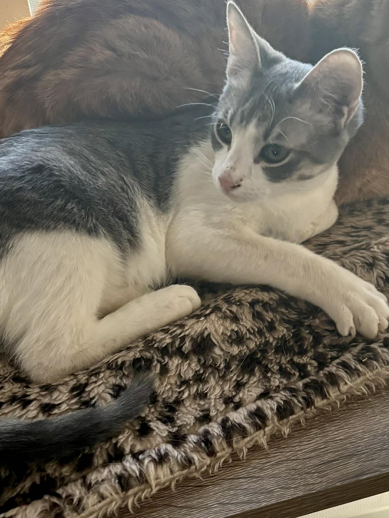 Banjo, Adoptable, Young Female Domestic Short Hair.