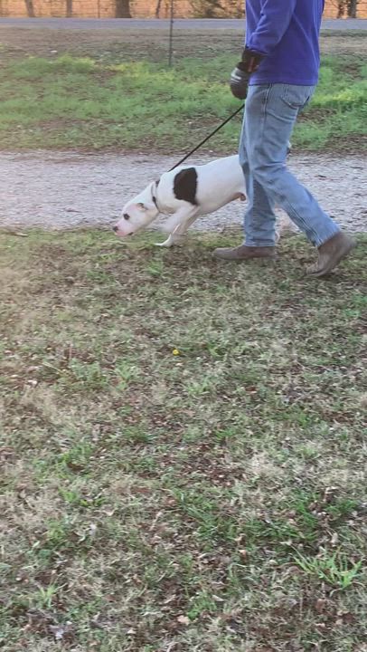 Enlarge Petey, a Adopted mixed breed in Anna, TX video 6/11